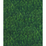 NATURALEZA BOSQUE