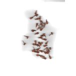 CURSOR AVELLANA #3